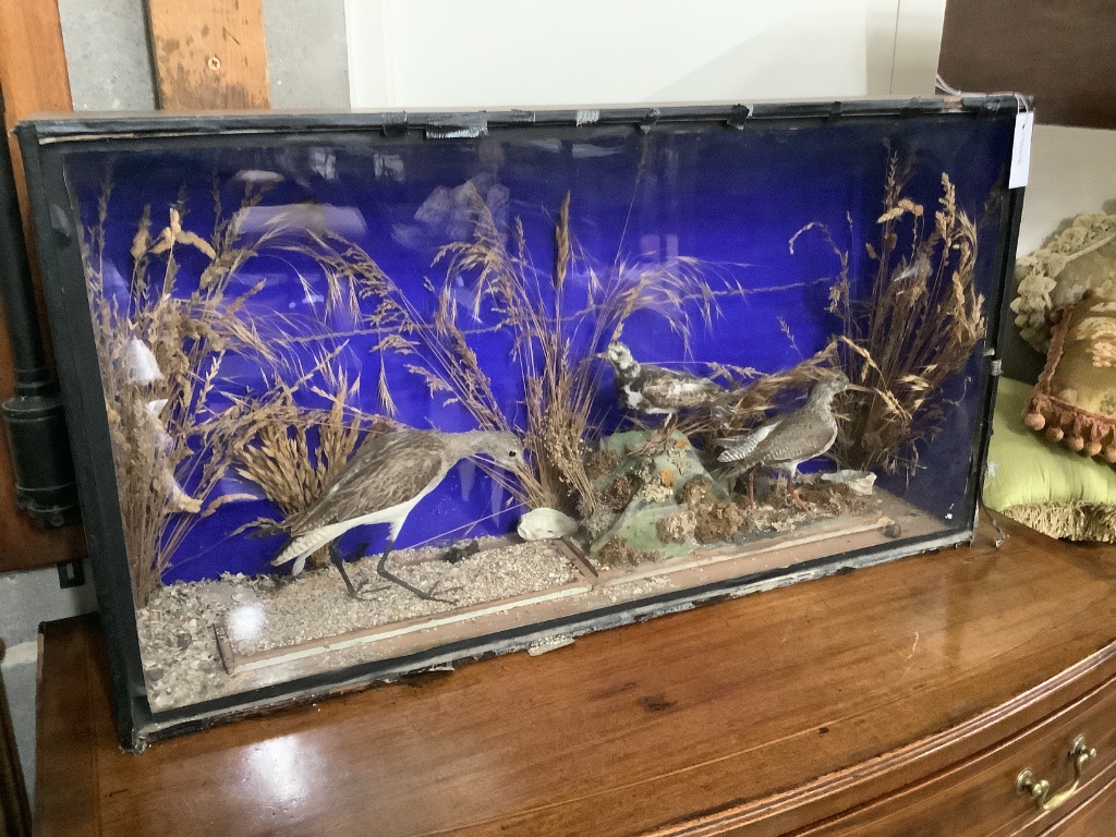 A taxidermic bird display, in glazed cased, 91 x 22 x 49cm